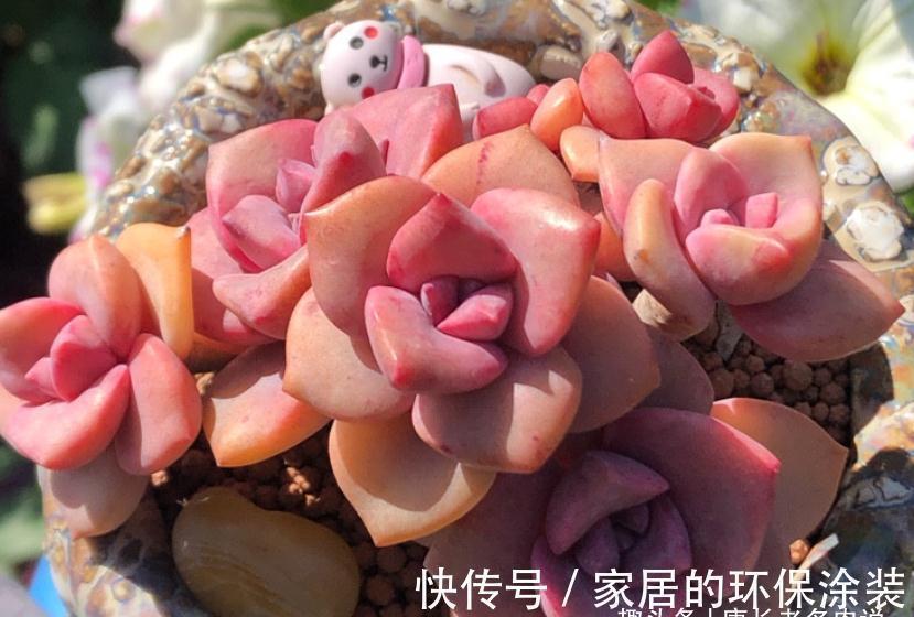 多肉秋季补全计划——不管新手or老手,来一棵软糯粉紫的彩虹糖吧