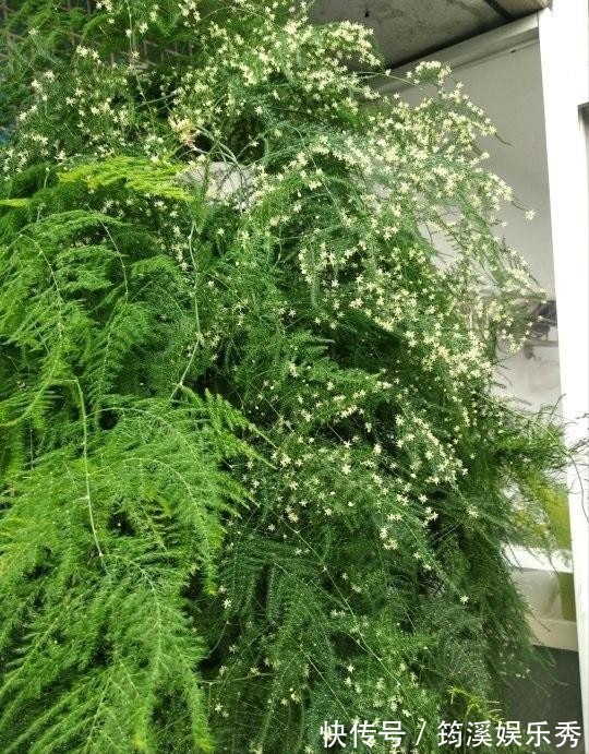 5种“大叶花”轻易不开花，开花就带“好兆头”，养一盆你就赚