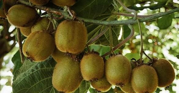 脂蛋白|血管老,人易老,养血管“4宝”,缺一不可,远离动脉硬化!