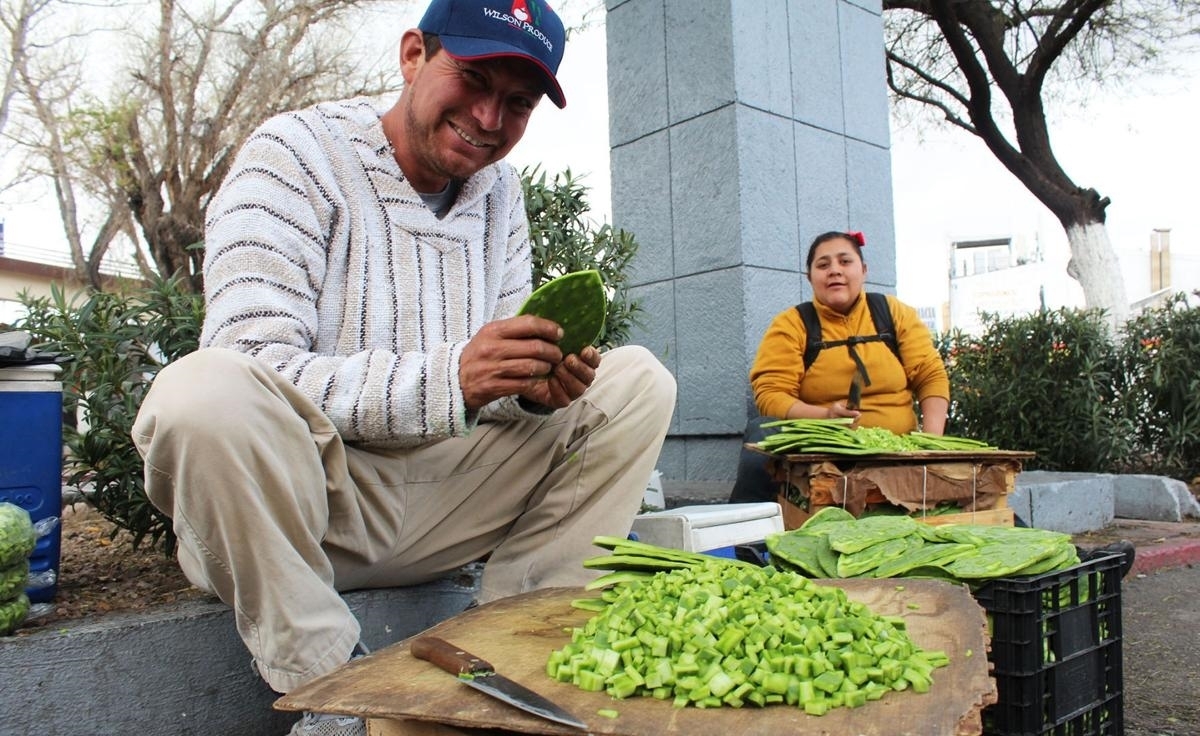 吃仙人掌|我们当观赏植物的仙人掌，他们当蔬菜吃，顿顿吃都不腻！