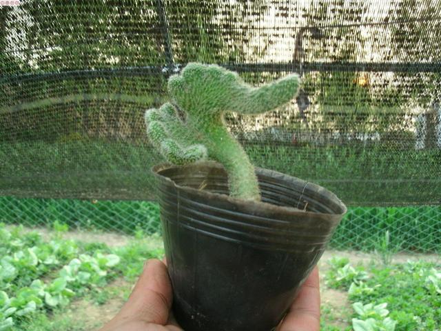 院子|别养多肉了，养盆“白檀”花，样子似毛毛虫一样，还能开红花