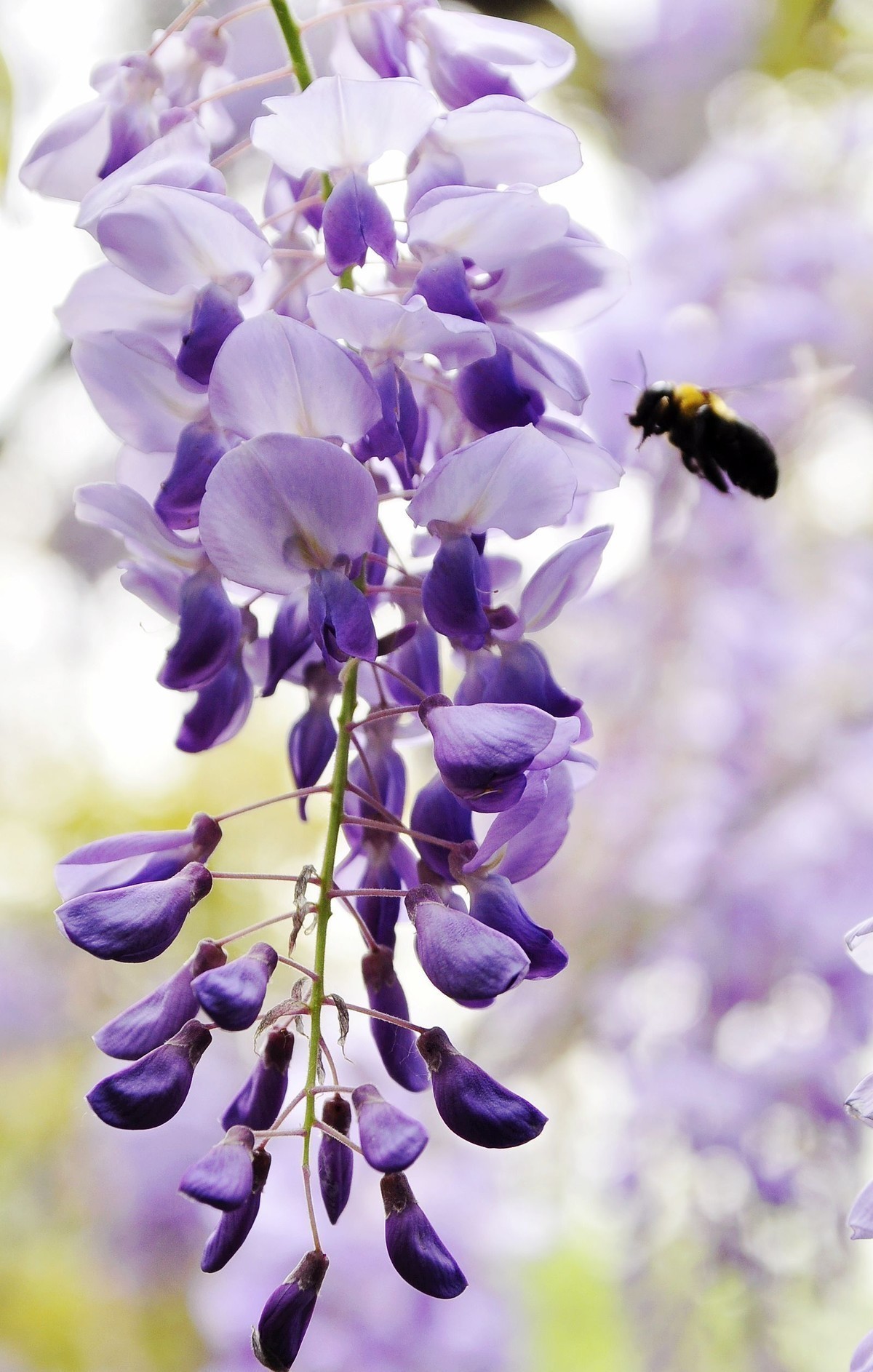 紫藤|此花在开花时就像是瀑布一样，是情花，是恋人之间的绵绵思念