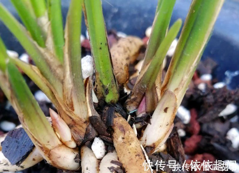 兰花|兰花施肥,掌握1句“口诀”,新芽“蹭蹭”冒,花朵“呼呼”开