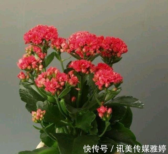 秋季|要想长寿花开花漂亮,秋季管理很重要,该怎样管理?