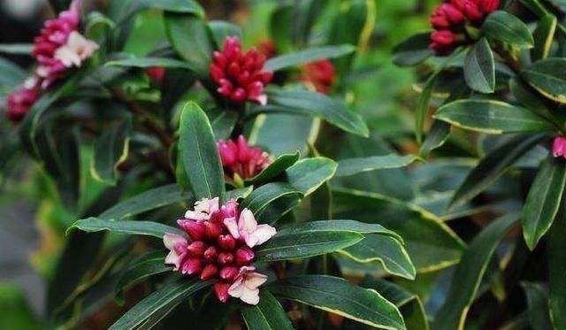 金边瑞香开花香，度夏注意这“几点”，轻轻松松，枝繁叶茂！