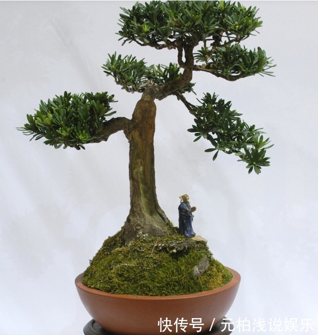 院子里有空地要种三种树,没空地挤挤也要种,寓意深远