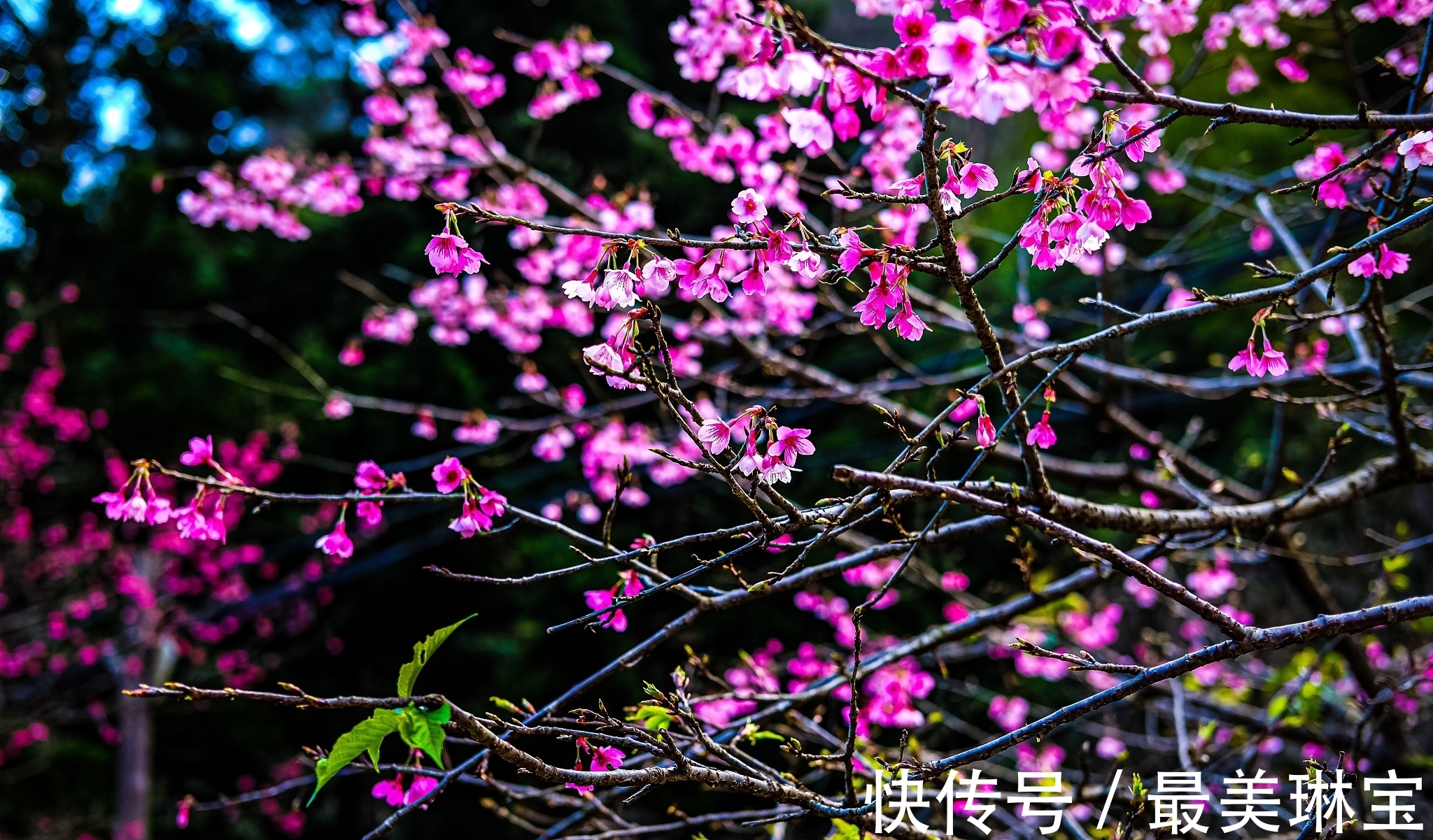 写景五律$宋诗精华五首，其中一首是王安石的写景五律，值得一读