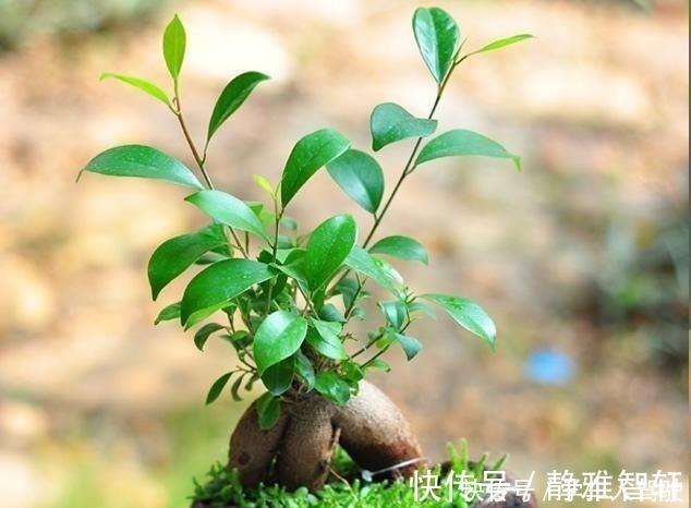 人参榕|人参榕盆景美观大气、上档次,注意4方面,养出千奇百怪的造型!