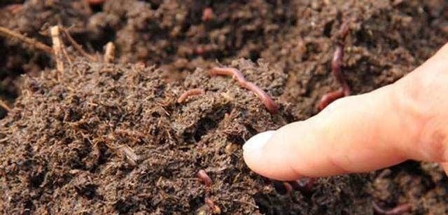 用蚯蚓钓不上鱼那是方法没用对，只4招，就让你渔获翻倍