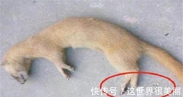 乌龟#为何老一辈说黄鼠狼不能杀,科学研究表明,不是迷信,真的不能杀