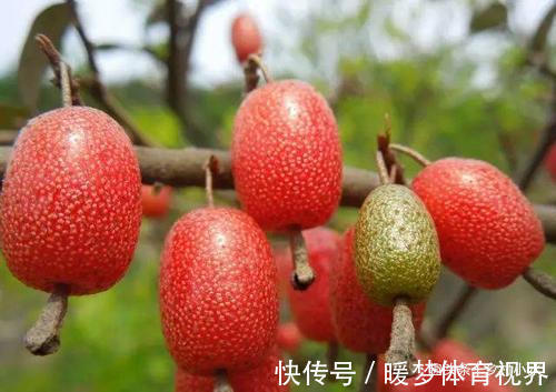 羊奶果|农村山上野生水果,有钱也很难买到,你吃过哪几种?