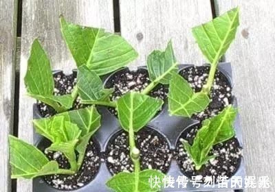 养花爱好者看过来这15种花现在“扦插”,生根快,一个周就长芽