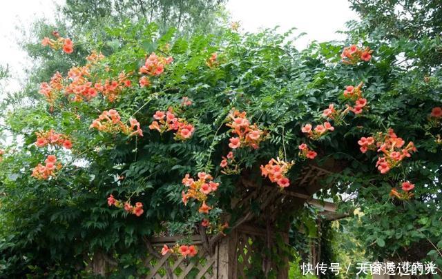 养在院子里的6种爬藤植物,懒人也能养出一片花海!