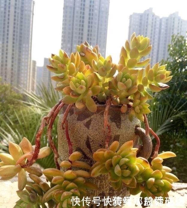 多肉|花友养多肉3年,全都养成了老桩,全靠这6个品种,真是太明智了!