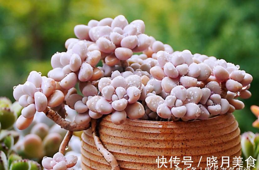 多肉戴伦和艾伦,虽名称相近,但一个养护至今,另一个则早已淘汰