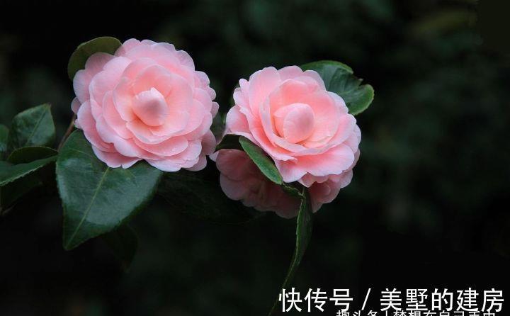 花花草草|原来花花草草也有这么多“雅称”
