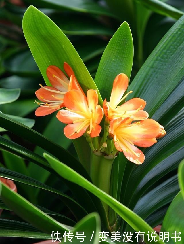 君子兰缺肥有什么症状一年四季怎样给君子兰施肥!