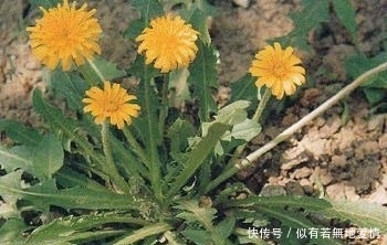 一種野菜治一種病,野菜不僅好吃,還有消炎,降血壓,清熱的功效