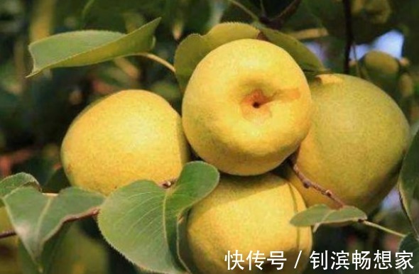 胆固醇|梨润肺止咳、降低胆固醇,农民重点只需掌握一点,种出高产的果梨