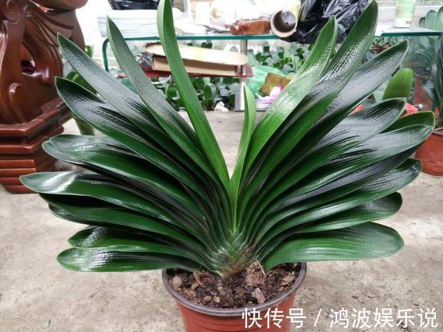 君子兰生长,离不开的2种水,15天来一次,肥厚油绿,开花不夹箭