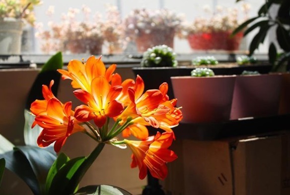 养君子兰,花盆里埋上两种东西,不花钱肥效好,花开艳丽