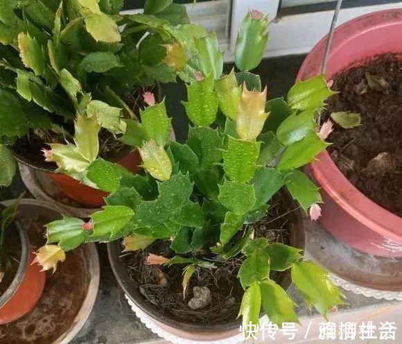 肥料|家里养蟹爪兰，提前准备3种肥料，到了9月开始“贴秋膘”