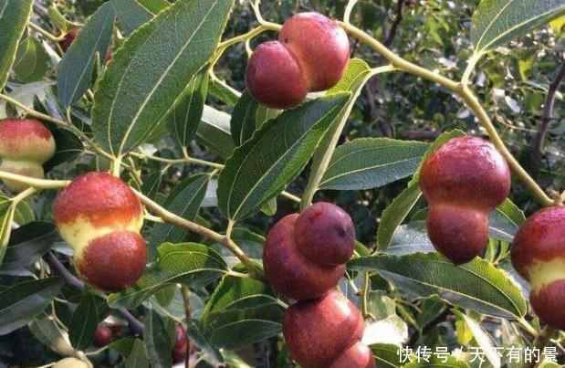 葫芦枣|因为变异演变的一种枣,却因为网络“爆红”,市场卖到80元一斤