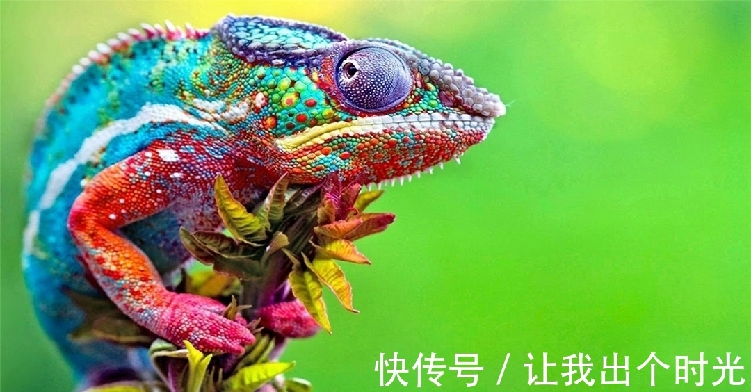 纳米晶体|变色不是为了“伪装”?而是交流和控制体温,动画片都是骗人的