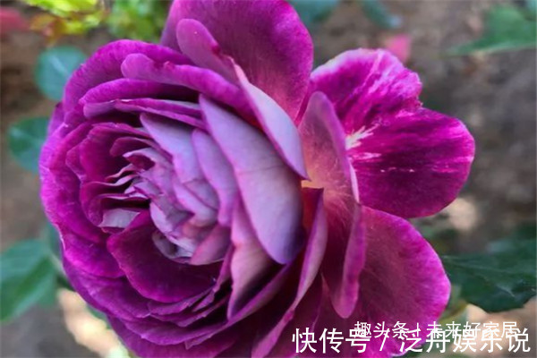 喜欢玫瑰,不如养盆“精品月季” 合唱团,层层花瓣,娇艳优美