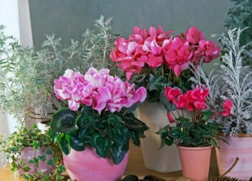 靠养花愉悦自己，盆栽这3款试试，寓意好，漂亮又实用