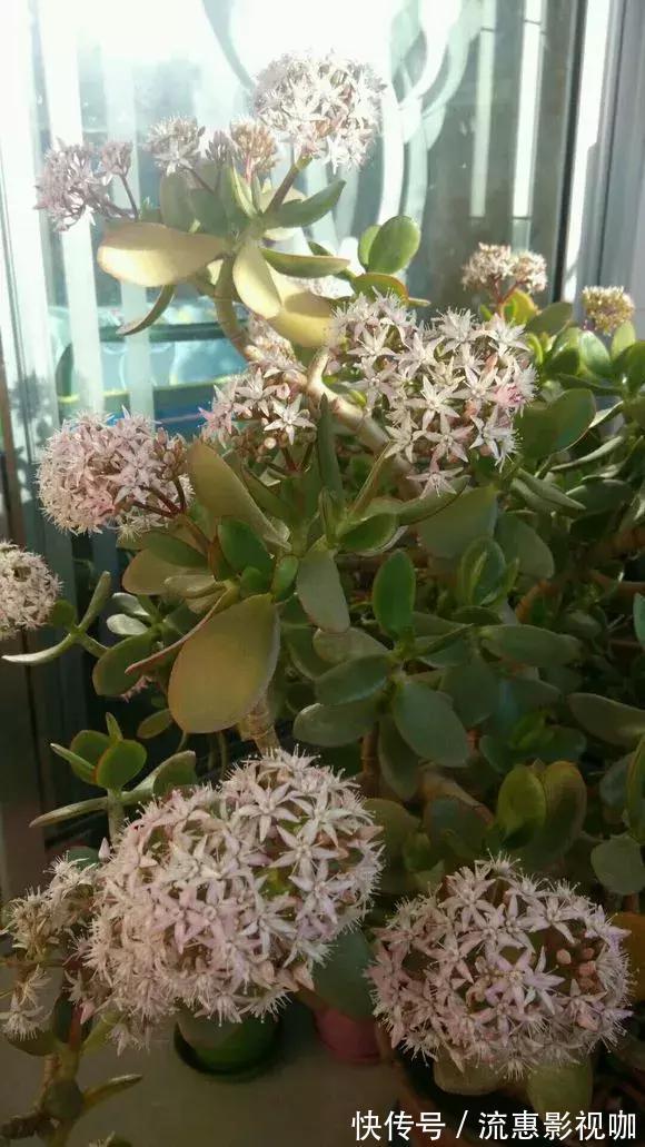 4种花有灵性，平时难开花，一有好事就开花！