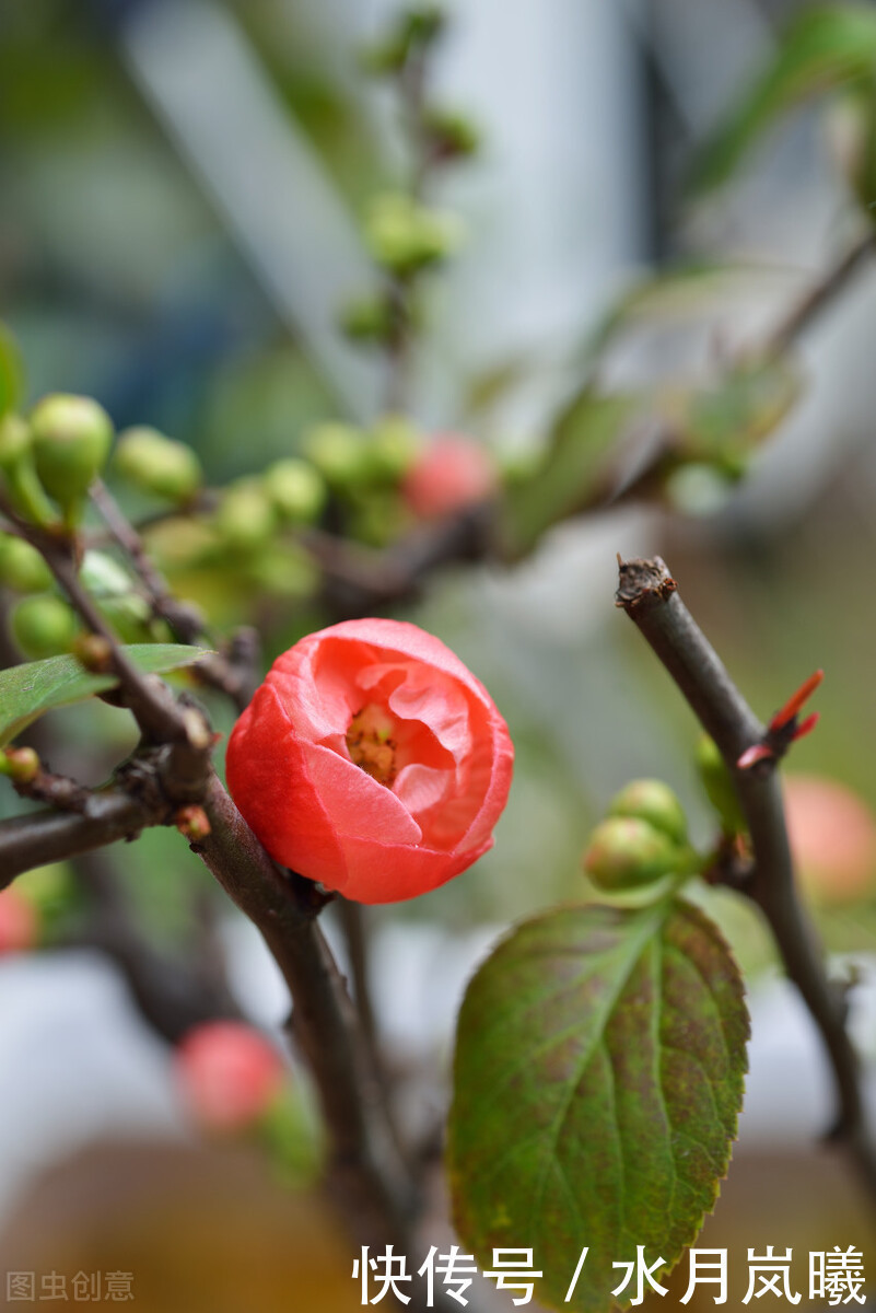春夏秋冬@情思缱绻,碎语年华,总有一个人,止于唇齿,掩于岁月