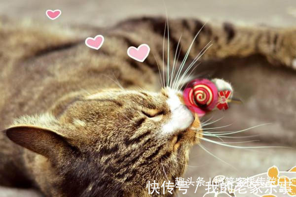 |开心一刻笑话喵星人的搞笑日常,一个个整装待发,谁给你的自信