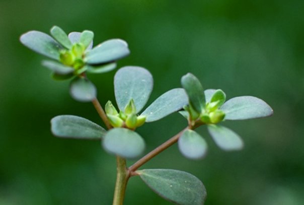 黏液|药食两用马齿苋 清热解毒凉血止血