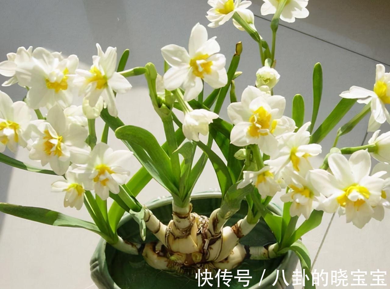 农历九月十八霜降后，养什么花？家里养3种花，智慧凝聚事业上升