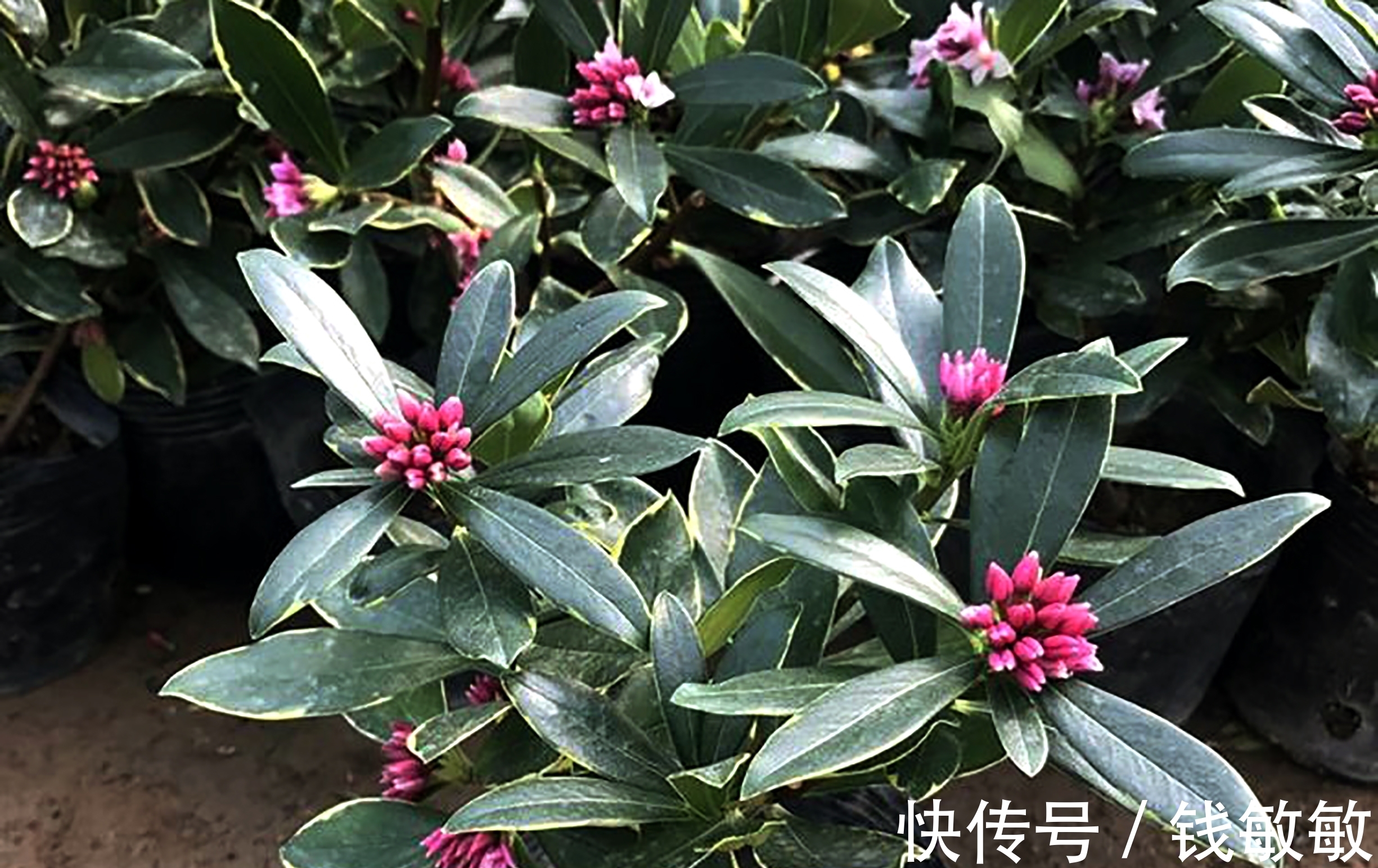 植物趣谈:花中祥瑞的瑞香