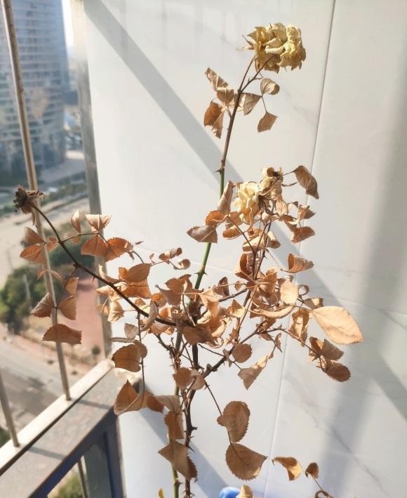 阳台|家里的花,不要放在阳台边上,一阵冷风吹过来,绿叶变黄叶