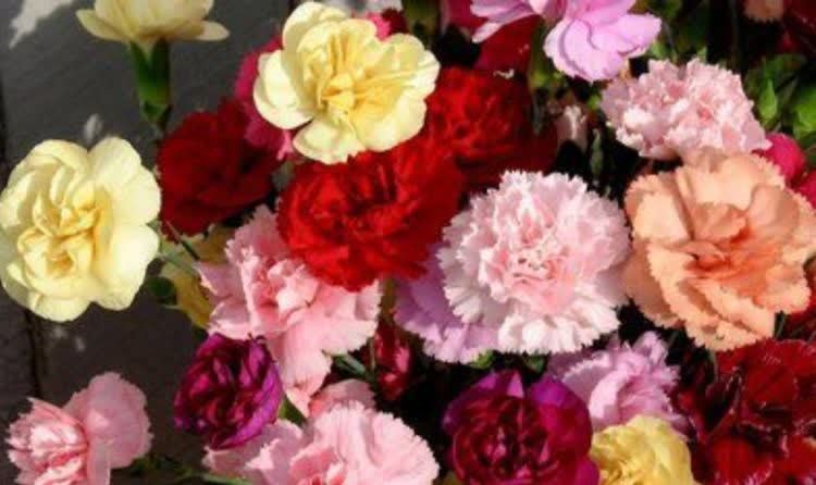 4种花养在家里,一整年都有好运气,浇水就疯长,开花爆盆很容易