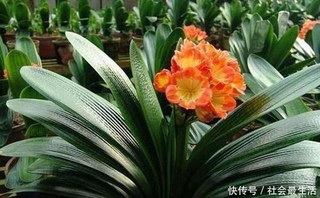 给君子兰加点营养，长出大白根开花呼呼旺，开花也多了！