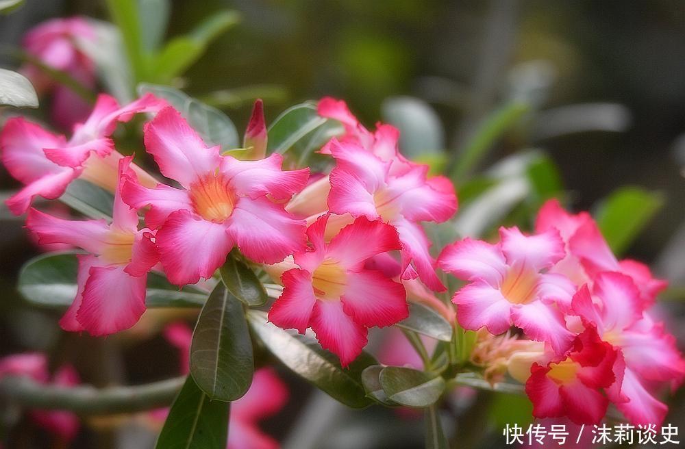 这4种花进入休眠期，水要少浇！如何正确浇水呢？