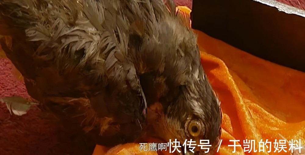 富大龙|近30年评分最高5部历史剧,《大秦帝国》排第4,谁是第一名?