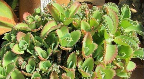 急性子养这6种“多肉”，长的快，状态美，半年就能长爆盆