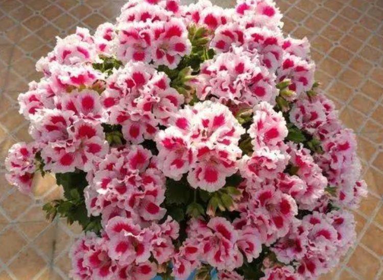 高贵优雅的4种花卉,比牡丹美,比绿萝好养,看了就让人沉醉