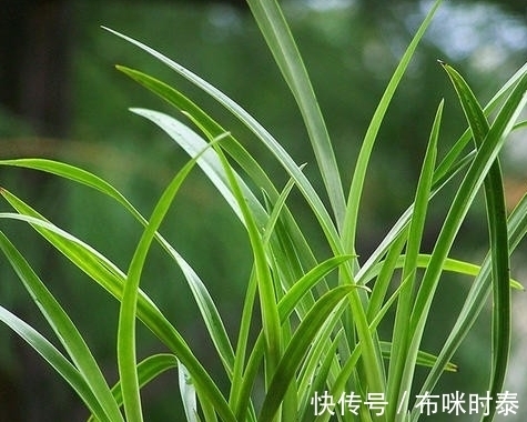 兰根|别再片面理解“冬不湿”,这三种情况,就是造成兰花空根的原因