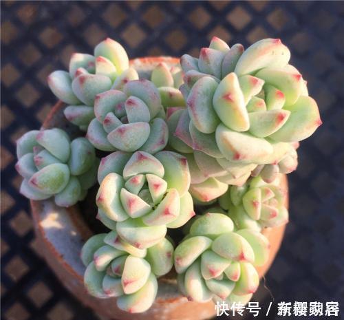 夏天给多肉植物浇水,1个方法,安全度夏,根系长得壮