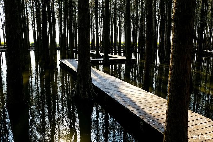中年|春暖花开游江南-千垛景区水上森林之旅
