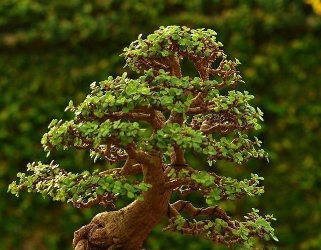 马齿笕树养5年，变成老桩盆景很值钱，做5步就实现