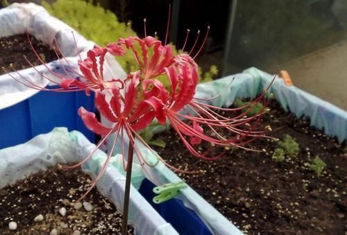 4种“花草”,不适合长久养在室内,对健康有风险,别忽视了