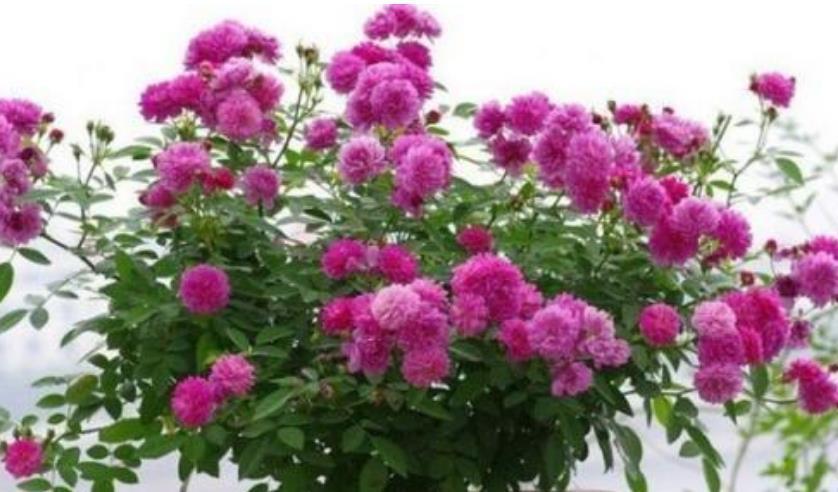 3种花养在家,花朵硕大花期长,一盆开花100朵,烂漫迷人美爆了