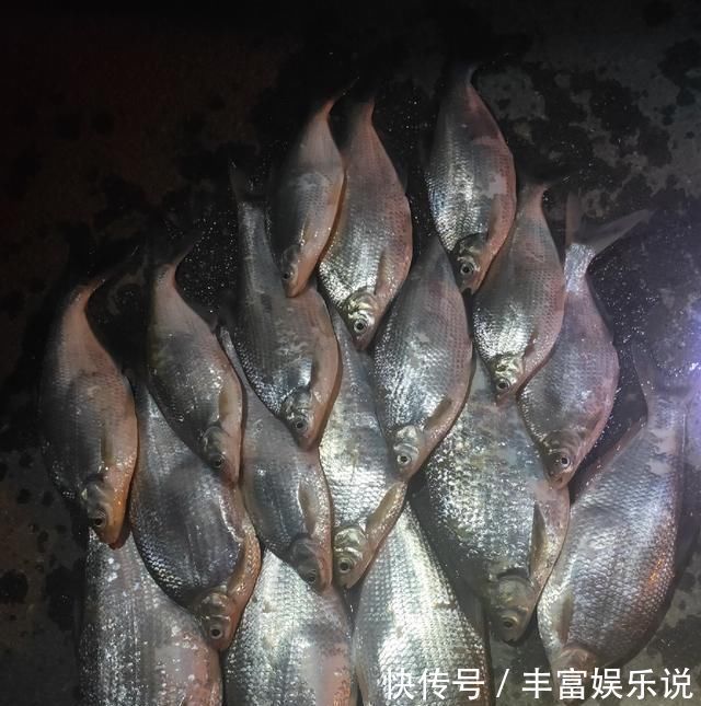 钓友|野钓鳊鱼时的实践技巧,老钓友详细讲解,非常实用